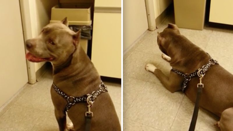 Właściciele zabrali go do weterynarza. Przed wejściem do gabinetu, pies dał niezły popis