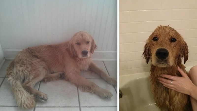 Znalazł psa na ulicy podczas ulewy. W czasie wizyty u weterynarza odkryto wstrząsającą prawdę