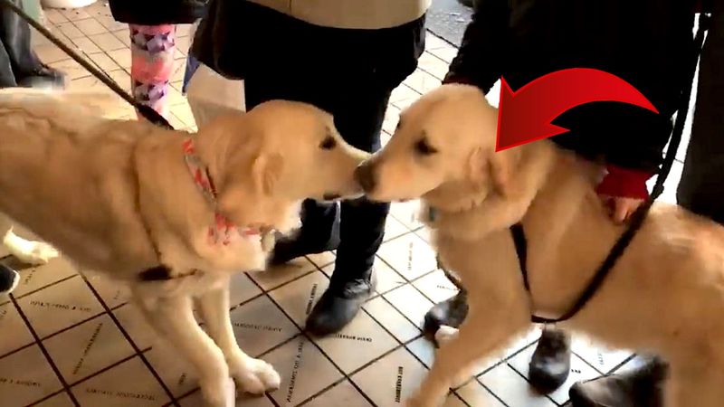 2 obce psy zachowywały się jak najlepsi przyjaciele. Kiedy zajrzano do ich uszu, odkryto prawdę