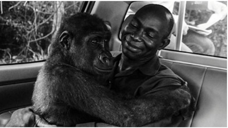 Uratował goryla przed zjedzeniem. Wdzięczność zwierzaka wzruszyła ludzi na całym świecie