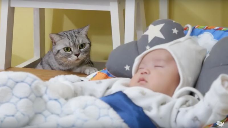 Kot poznaje nowego członka rodziny. Jego reakcja na widok dziecka jest nie do przebicia