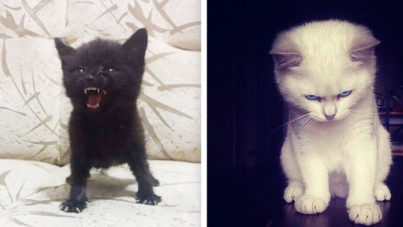 30 zdjęć wściekłych kotów. One nawet kiedy się złoszczą, są urocze!