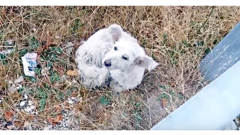 Smutny pies został znaleziony na poboczu ruchliwej drogi. Czworonóg nie mógł się poruszyć