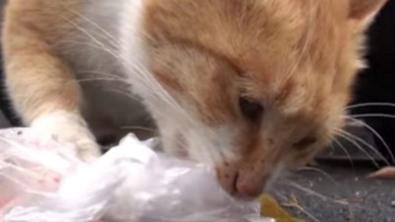 Bezpańska kotka nie chciała jeść. Gdy podano jej jedzenie w worku, od razu przyjęła pakunek