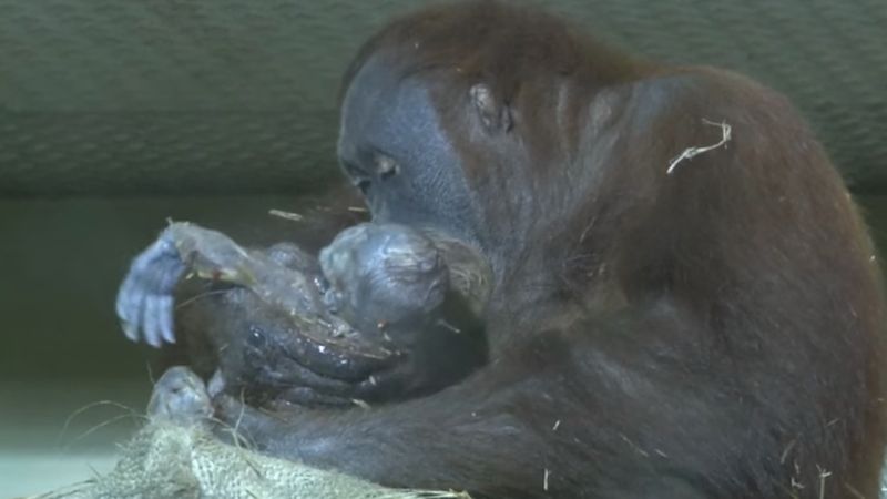 Orangutanka rodziła przed kamerą. Wydała na świat śliczną i zdrową córkę