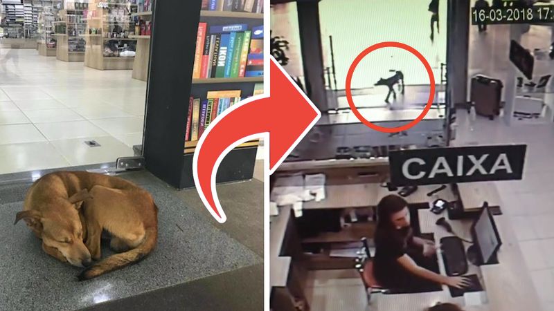 Bezdomny pies wszedł do księgarni. Następnie zrobił coś, co sprawiło, że stał się popularny