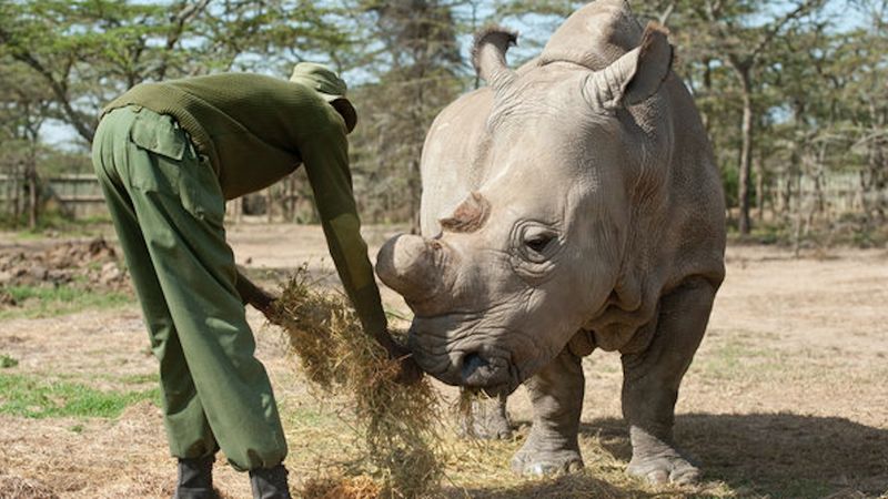 Dziś zmarł ostatni samiec białego nosorożca. Jesteśmy świadkami wyginięcia gatunku