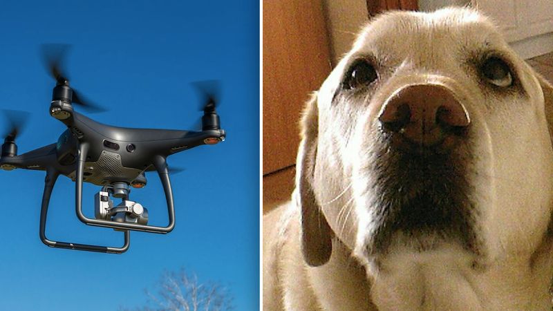 Torturował psa sąsiadów dronem. Pewnego dnia czworonóg postanowił dać mężczyźnie nauczkę