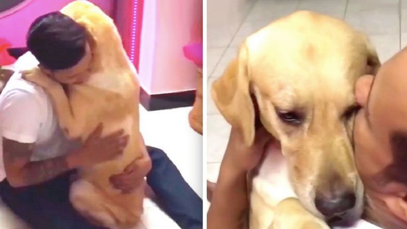 Pies przeszedł ciężką operację. Ponowne spotkanie czworonoga z właścicielem wzrusza do łez