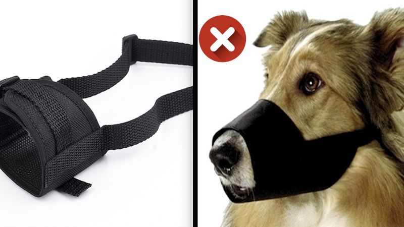 Twój pies nosi na codzień taki kaganiec? W ten sposób wyrządzasz mu dużą krzywdę!