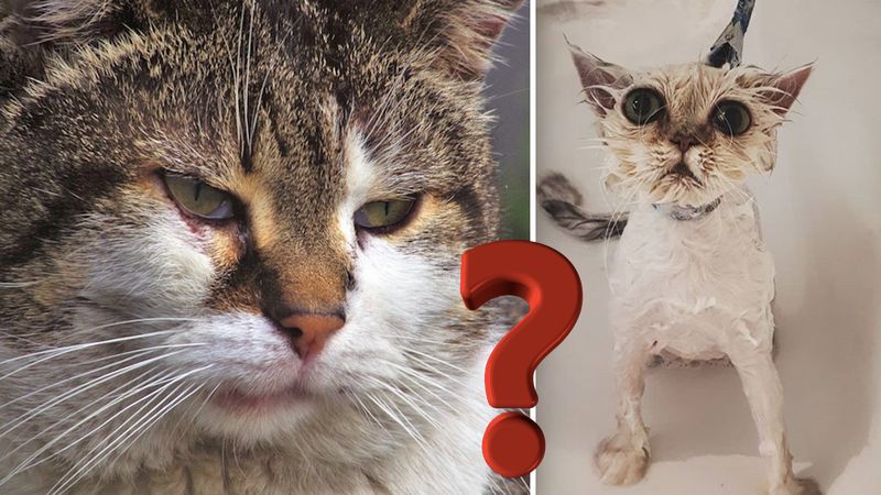 Wielu właścicieli uporczywie kąpie swoje koty. Czy to konieczne?