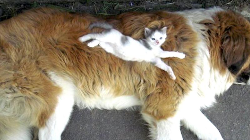 15 kotów, które uważają, że psy to najlepsze poduszki. One nie mają żadnych skrupułów!