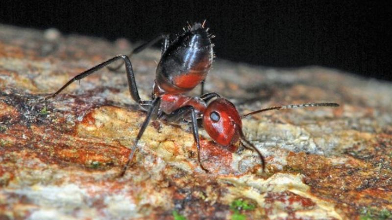 Naukowcy odkryli nieznany nam dotąd gatunek mrówek, który zdolny jest do przerażającego czynu