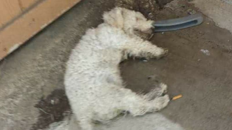Ratownicy znaleźli psa leżącego na betonie. Byli przekonani, że czworonóg nie żyje