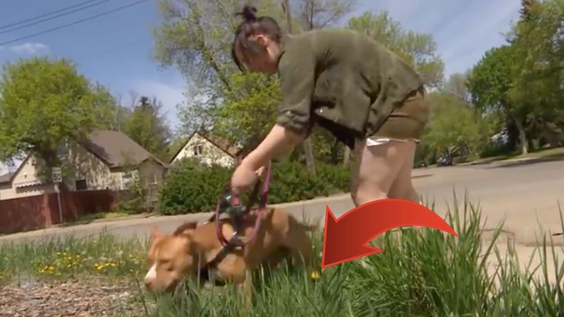 Znalazła w trawie coś, co zabiłoby jej psa. Kobieta ostrzega innych właścicieli przed zagrożeniem