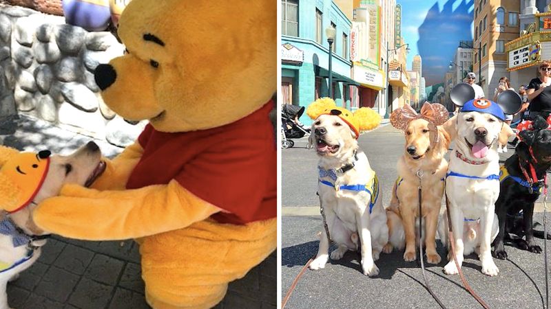 Grupa psów przewodników została zabrana na niezapomnianą wycieczkę do Disneylandu