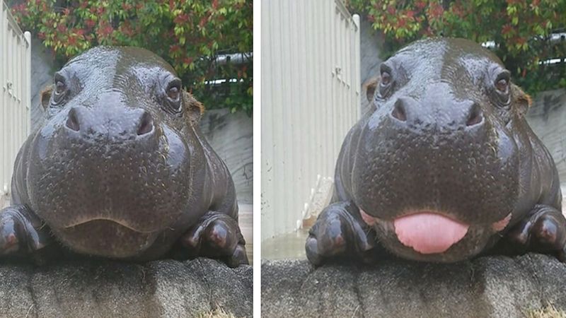 13 zdjęć uroczych hipopotamów, które od razu poprawią Ci humor