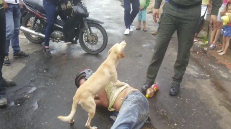 Pijany mężczyzna leży na ziemi. Jego pies nie pozwala nikomu nawet go dotknąć