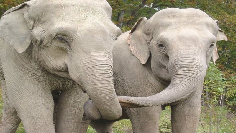 Po 22 latach separacji dawne słonie cyrkowe spotykają się ponownie. To była niezwykła chwila