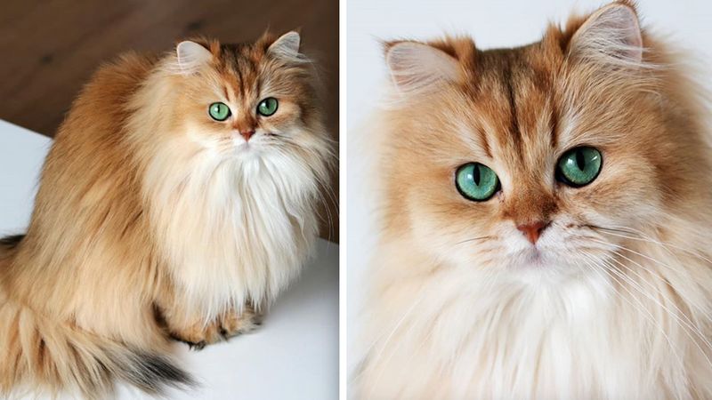 Oto Smoothie – najbardziej fotogeniczny kot świata. Na każdym ujęciu wygląda jak milion dolarów