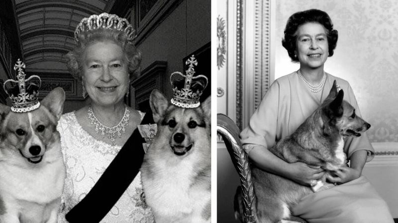 Powód, dla którego Elżbieta II uwielbiała corgi. Przez całe życia miała aż 30 psiaków!