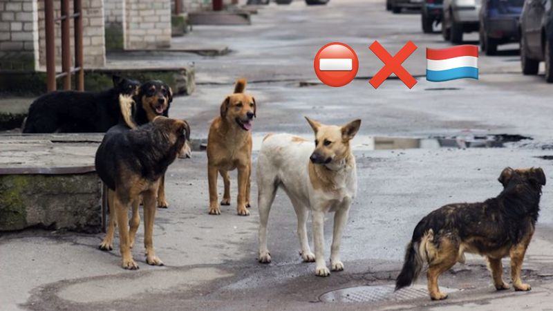 Na ulicach Holandii nie znajdziesz bezpańskich psów. Holendrzy mają na to prostą receptę