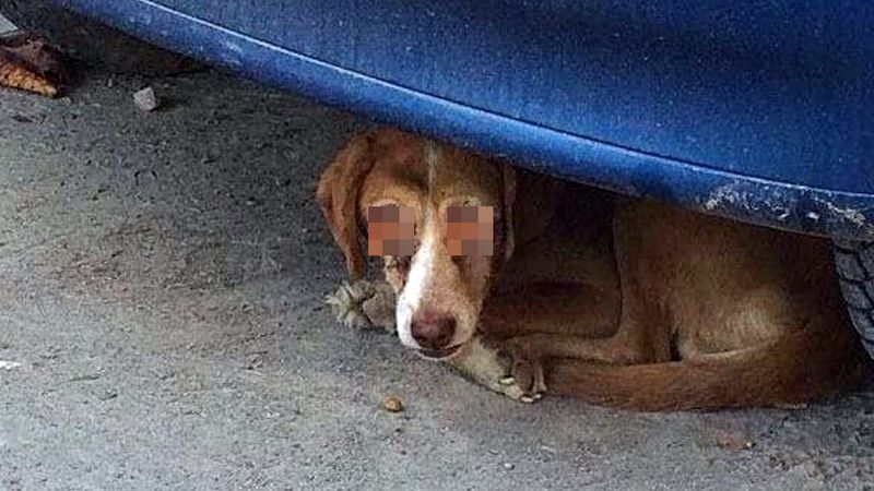Tego psa znaleziono na ulicy. Czworonóg nie miał oczu, a rana wyglądała na świeżą