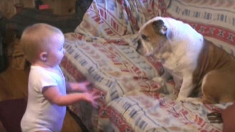 Chłopczyk zawzięcie kłóci się ze swoim psem. Ten filmik ma ponad 9 mln wyświetleń