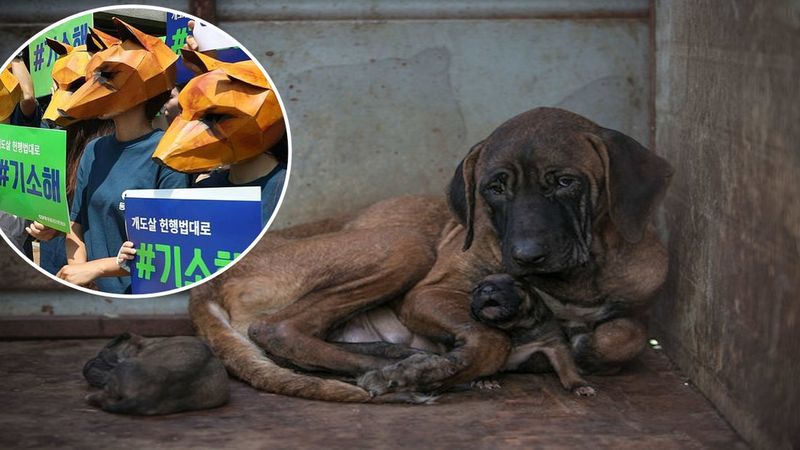 Koreański sąd wydał szokującą decyzję dotyczącą psiego mięsa. Orzeczenie wzbudziło kontrowersje