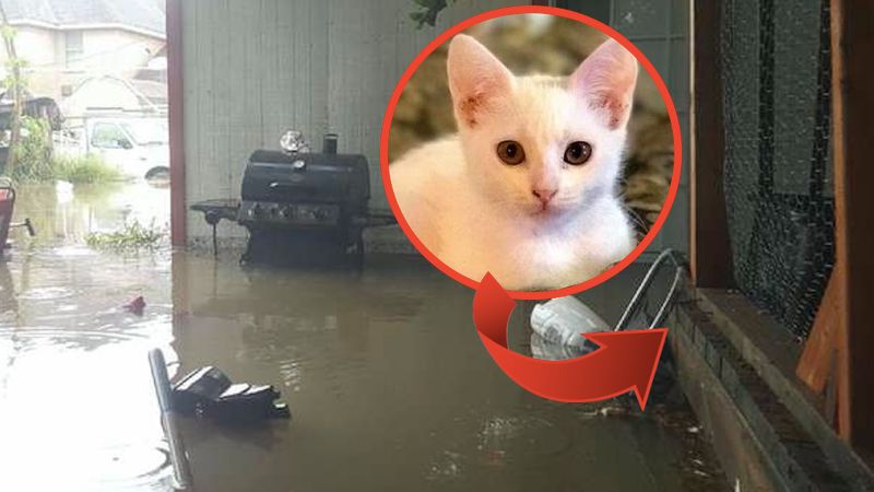 Chwilę przed powodzią kot ukrył się pod domem. Gdy wody zaczęły napływać, futrzak był w pułapce