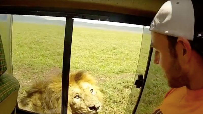 Turysta chciał pogłaskać lwa. Szybko tego pożałował, drapieżnik dał mu lekcję