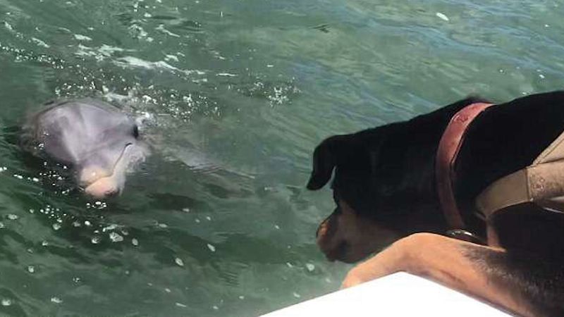 Pies i delfin próbowali się zaprzyjaźnić. Niezwykły moment udało się nagrać