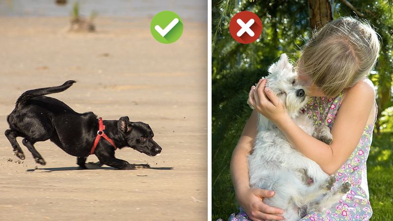 10 sytuacji, kiedy właściciele źle odczytują swoje psy. Nigdy więcej nie popełniaj tych błędów
