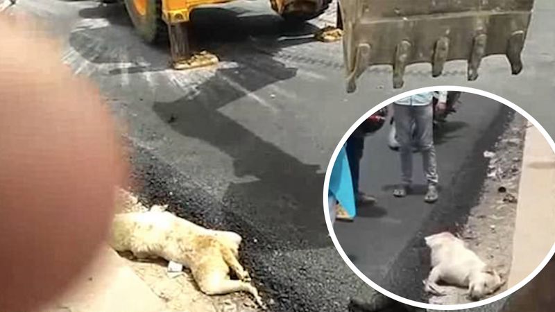 Robotnicy wylewając asfalt zalali łapki śpiącego psa. Bezbronny zwierzak umierał w agonii