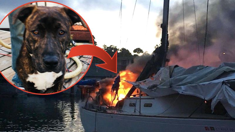 Pies został uwięziony w płonącej łodzi. Policjant bez wahania ruszył zwierzakowi na pomoc