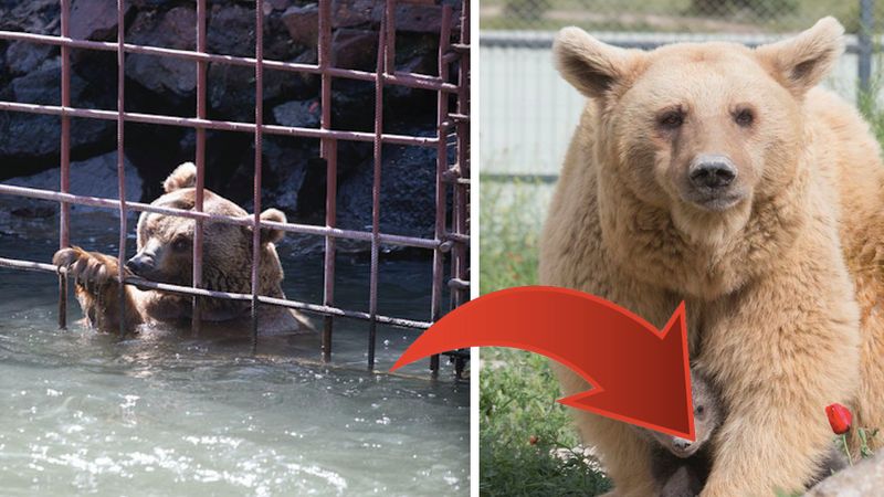 Niedźwiedzica, która spędziła 10 lat w ciasnej klatce, otrzymała od życia cudowną niespodziankę