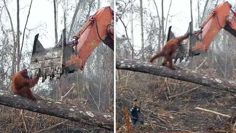 Orangutan próbował powstrzymać koparkę, która niszczyła jego dom. Zwierzak był zrozpaczony