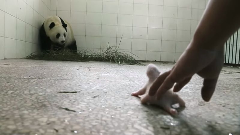 Panda ignorowała swoje dziecko. Kamery uchwyciły moment, kiedy jej instynkt w końcu wziął górę