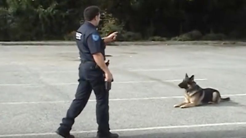 Policjant pokazuje owczarkowi gest. Odpowiedź psa zwyczajnie odbiera mowę