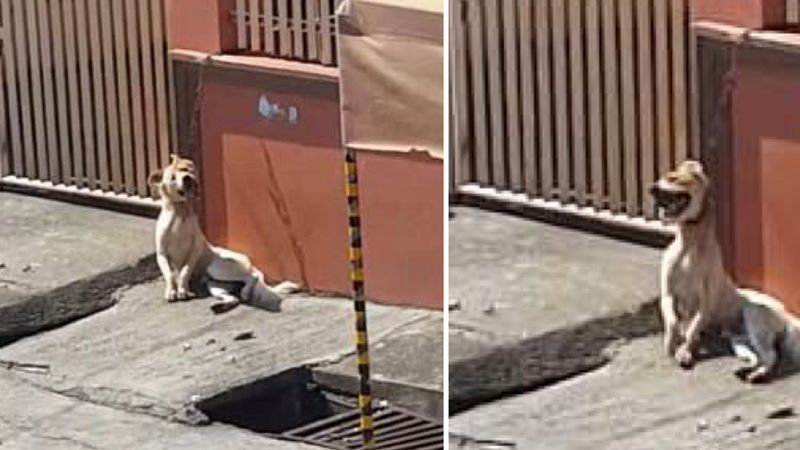 Bezradny pies, przykuty krótkim łańcuchem do ściany, dosłownie dusił się na pełnym słońcu