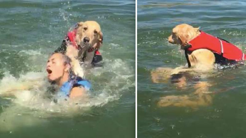 Pływała w psem w jeziorze. W pewnym momencie zabawa zamieniła się w przerażenie