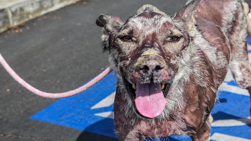 9-letni pies zachorował na tajemniczą chorobę. Zamiast pomóc, właściciel oddał go do schroniska
