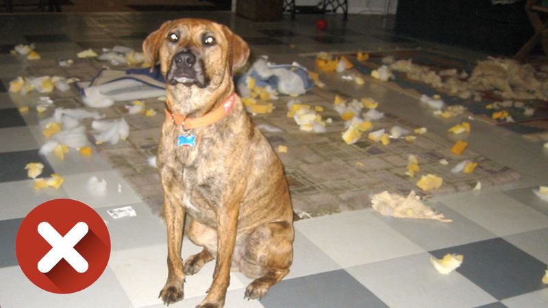 Twój pies ciągle niszczy różne rzeczy w domu? Możesz w łatwy sposób temu zapobiec