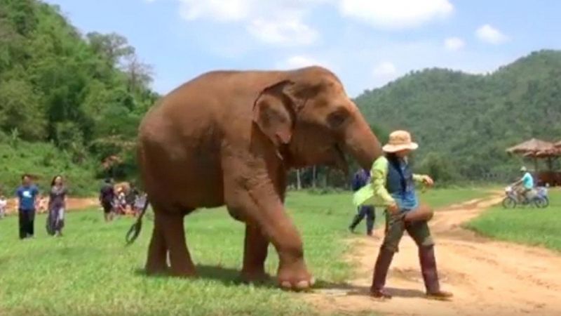 Słonica zaczęła prowadzić opiekunkę w stronę małego słoniątka. Zwierzak miał w tym pewien cel