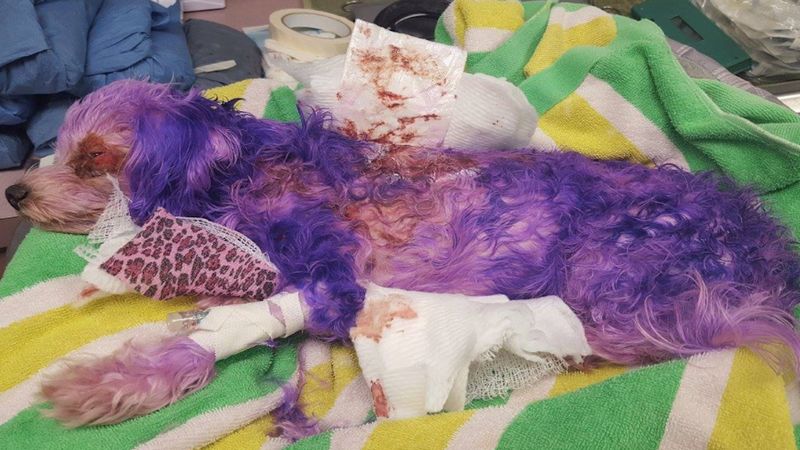 Właściciel przefarbował swojego psa na fioletowo. Skutki tego pomysłu były opłakane