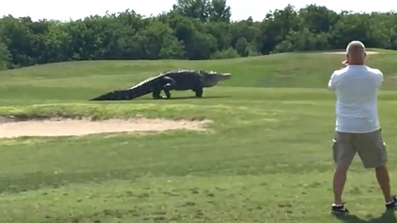 Ogromny aligator przechadzał się przez pole golfowe. Ludzie nazwali go potworem