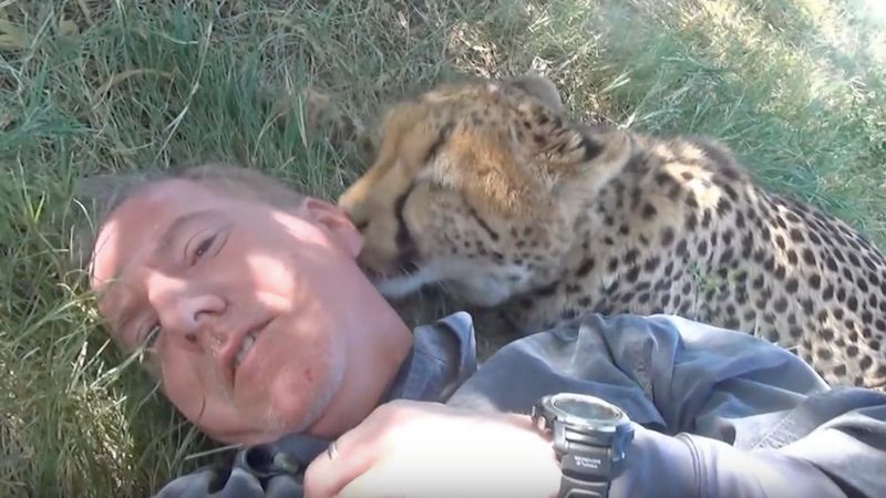Gdy spał pod drzewem, podszedł do niego gepard. Dziki zwierzak zaskoczył go swoim zachowaniem