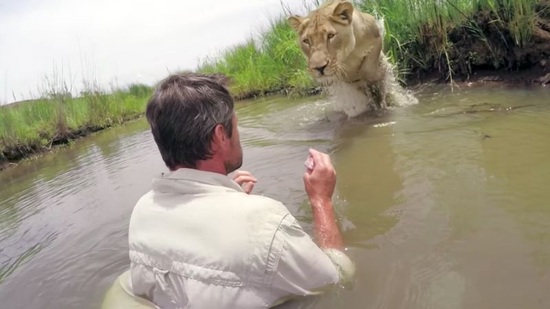 Po 7 latach lwica spotyka mężczyznę, który ją uratował. Zwierze widowiskowo go wita