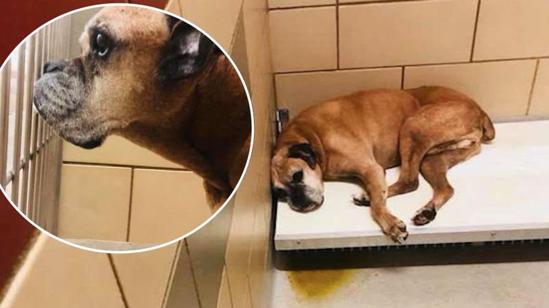 10-letni pies ze schroniska miał być uśpiony. Był tak smutny, że nie chciał na nikogo spojrzeć