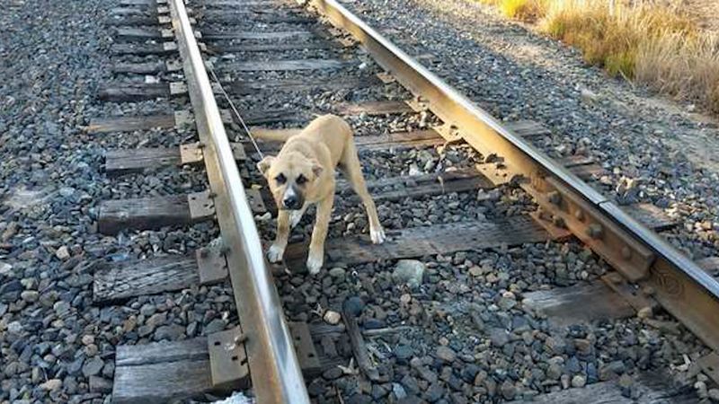 Psa przywiązano do torów kolejowych. Pociąg może nadjechać w każdej chwili